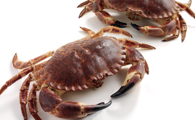 Live Brown Crab from Loch Fyne