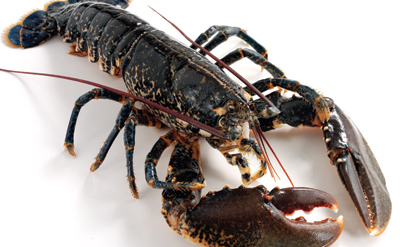 Live Lobsters from Loch Fyne
